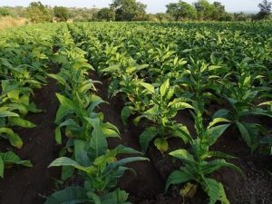 The World’s Leading Tobacco Producers