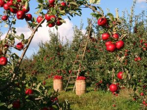 Going Farming? Carry Nicotine Pouches, Not Cigarettes