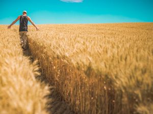 Plenty of Crops But Not Enough Pickers