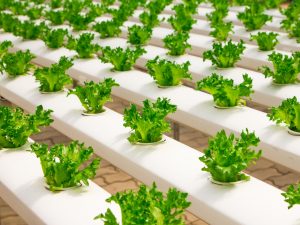 Organic Farming as a Hobby in the UK