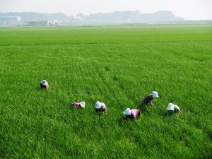 Keeping Up With the Farmer’s News