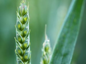 Gearing Up for 2019 UK Farming