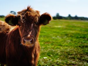 What is Pastoral Farming?