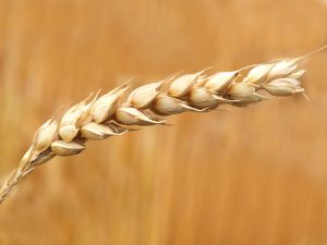 The Growing of Genetically Modified Crops in the UK