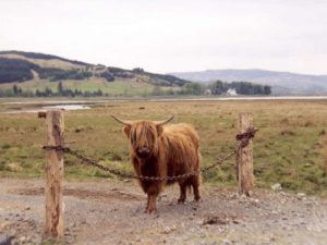 Decorate the Walls of Farm Homes