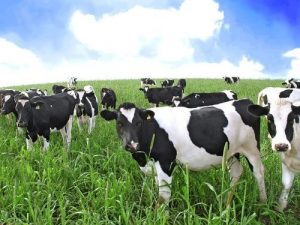 Is Augmentation Popular Among Farmers?
