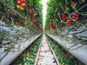 How Farmers Adapt Farming to Changing Climate