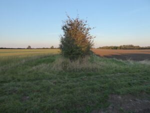 The Environmental Benefits of Hedgerows in British Farming