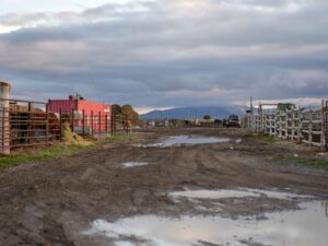 How to Repair Waterlogged, Poached Pastures After a Wet Winter