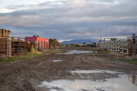 Muddy, waterlogged cattle yard with puddles, hay bales, and mountains