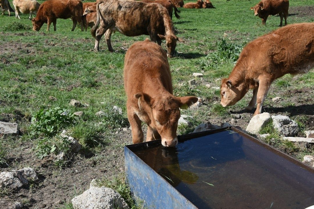 Cattle drinking from a large open water trough in a pasture