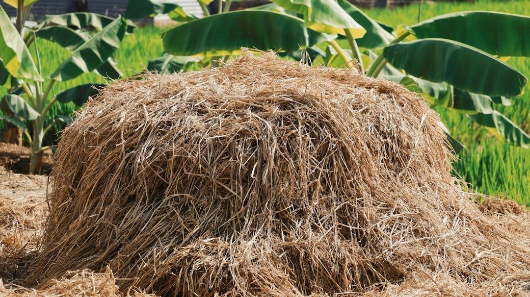 Large straw mound in a field with banana plants behind it